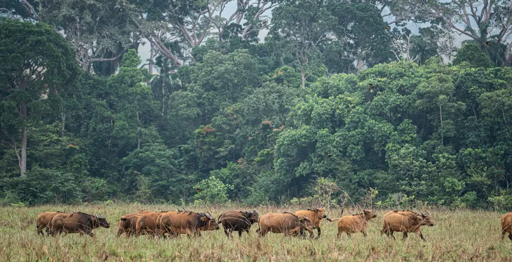 Lopé National Park