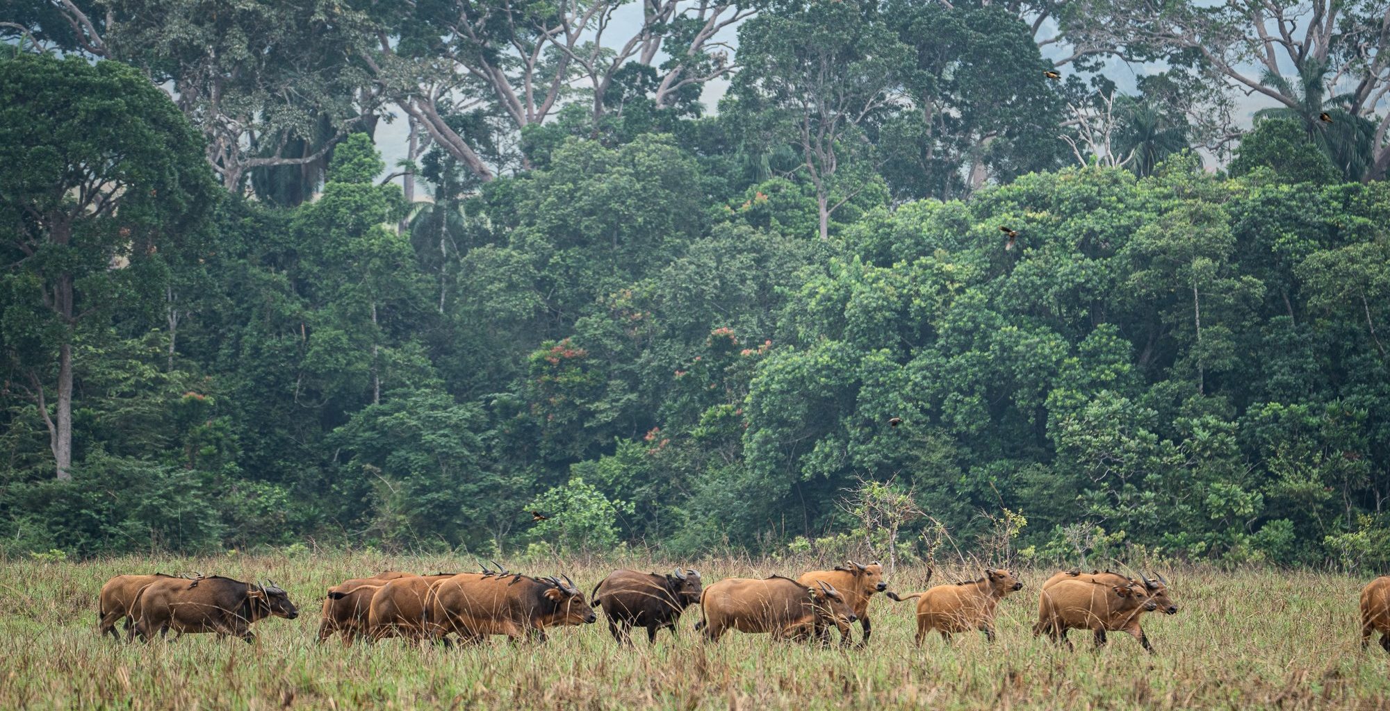 Lopé National Park