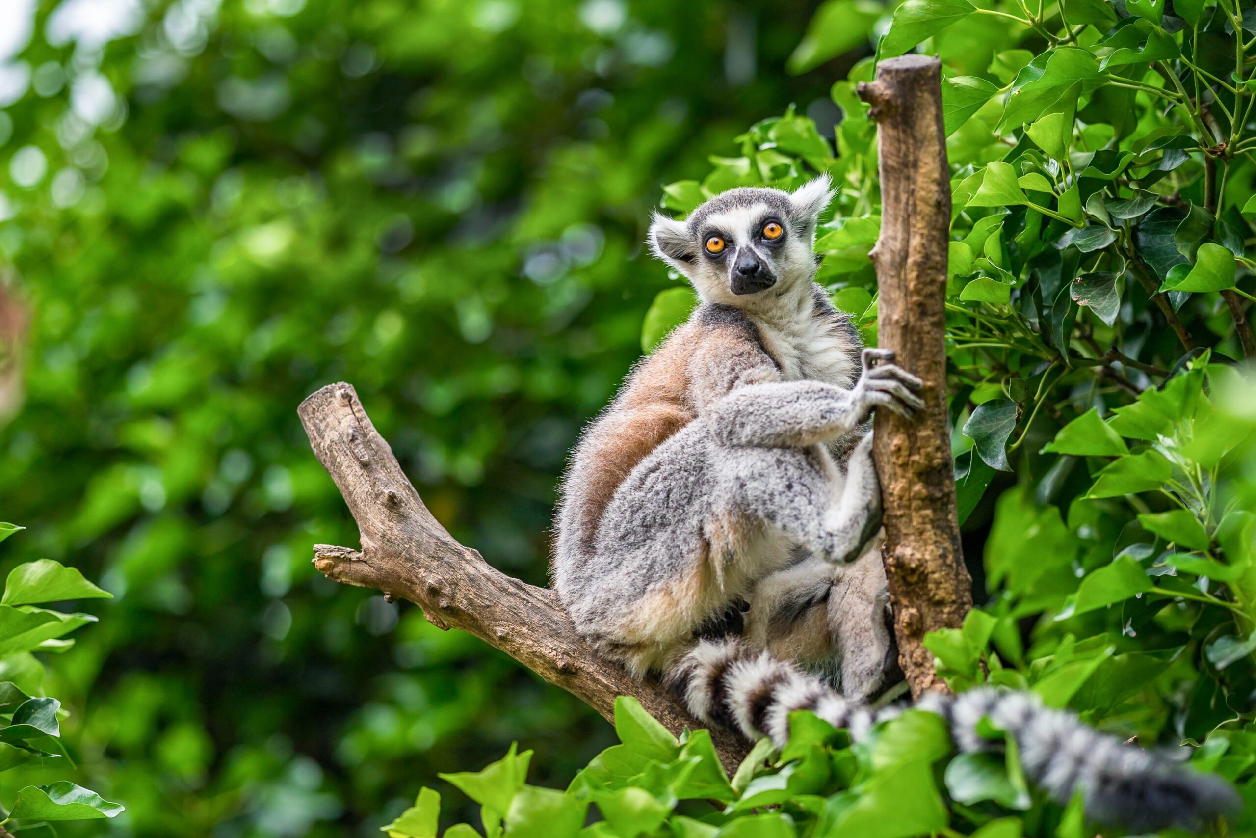 Madagascar